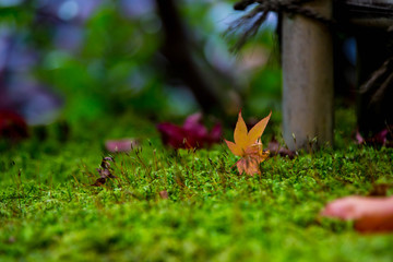 autumn leaves
