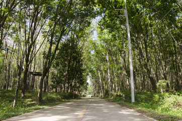 Road with seringueira or rubber tree plantation tunnel