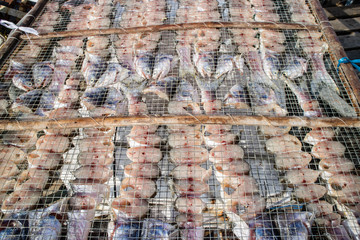 Drying fish inder the sun in China