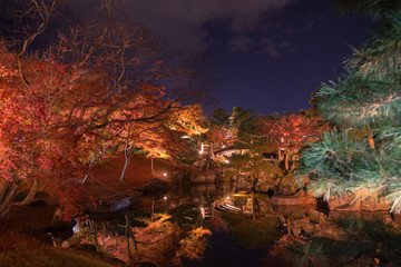 夜の紅葉