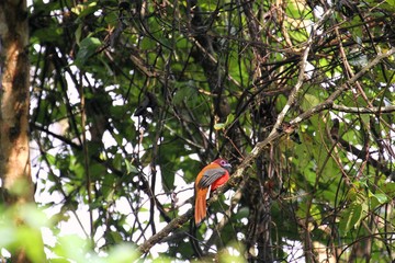 Diard's Trogon (Harpactes diardii) in Borneo, Malaysia - バラエリキヌバネドリ
