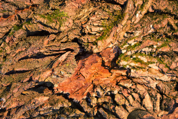 tree bark in a warm sunlight
