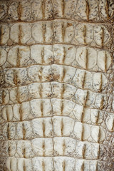 Crocodile Leather Crocodile Skin fashion design world