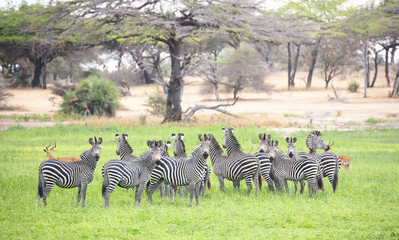 Fototapeta na wymiar african zebra, Tanzania
