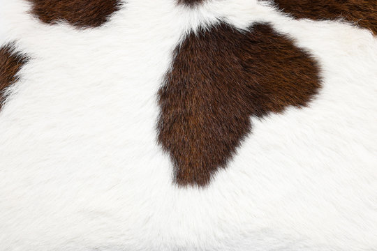 Cowhide, cow skin background.