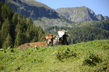 Fototapeta premium mucca
