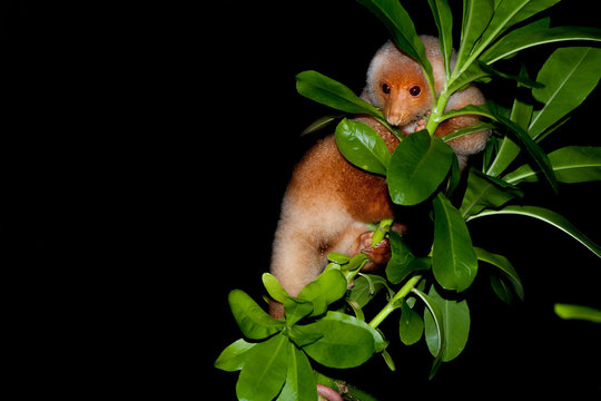 Cuscus indonesian endemic monkey nocturnal marsupial
