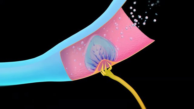 3D. Ampullary cupula. Sense of balance, inner ear  4K. Ultra HD. Alpha Channel.  Internal liquid structures of the cochlea and semicircular ducts. 
