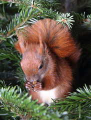 Eichhörnchen im Nadelbaum