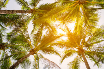Fototapeta premium Coconut trees and sunshine.