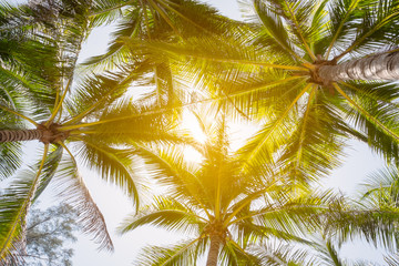 Fototapeta na wymiar Coconut tree and sunshine.