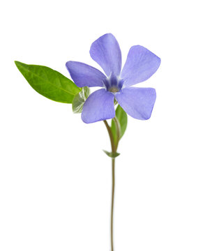 Fototapeta  Periwinkle flower isolated on white background