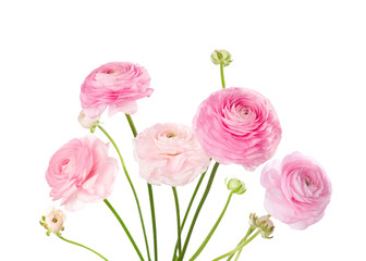 Light pink flowers isolated on white. Ranunculus