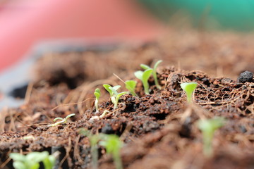 Tree new born from seed