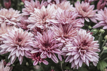 pink flowers