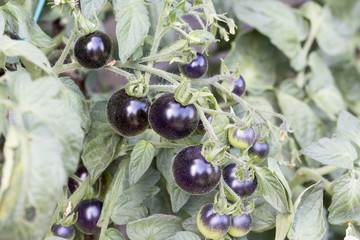 Black tomatoes plant in the vegetable garden