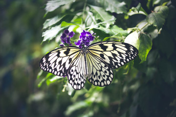 Kapstadt / Cape Town / Schmetterling