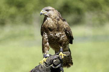 Aquila reale