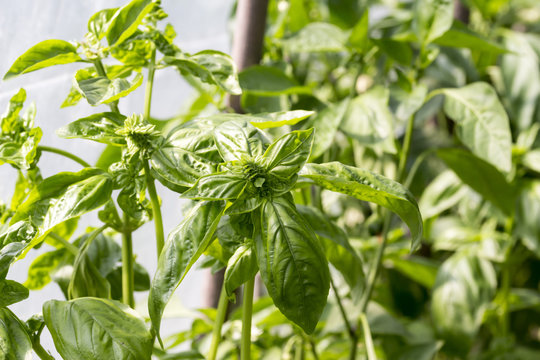 close up of basil plant