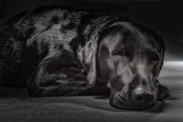schlafender Labrador im Studio