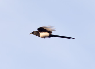 bird in flight against the sky