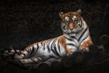 Fototapeta na wymiar Tiger liegend auf Holz