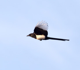 bird in flight against the sky