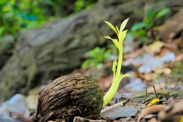Seedlings are grown from the seeds of the Suicide tree or Pong-pong tree.
