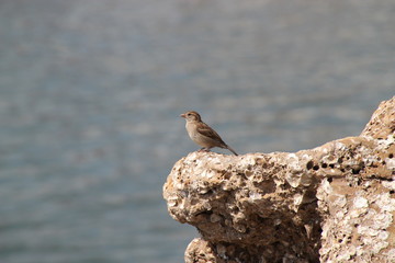 Oiseau sur un rocher