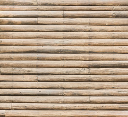 Dove bird sitting in the nest on a palm tree