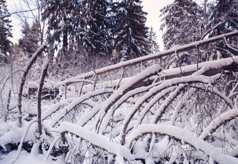 Wildernes Forest