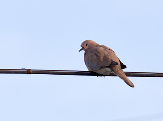 Dove on the wire against the sky