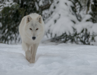 Obraz premium Loup Arctique Iris 