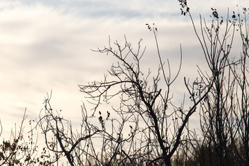 tree with bare branches at sunset