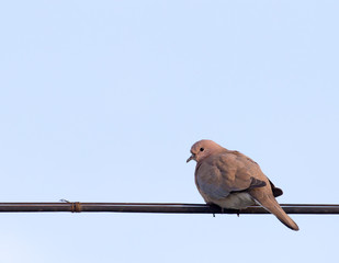 Dove on the wire against the sky
