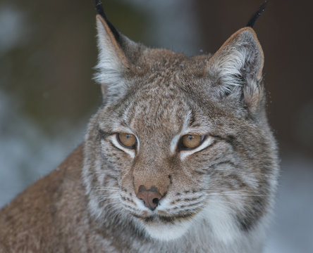 Lynx Portrait