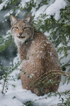 Lynx servion