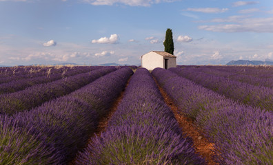 lavender fields in France