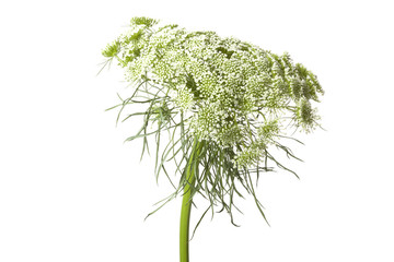 Dill flower on white background