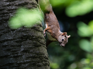 Eichkätzchen auf Baum