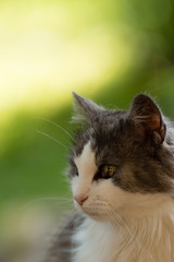 Katzenportrait im Garten