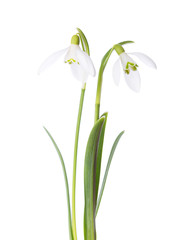 Two snowdrop flowers isolated on white background.