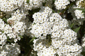 Hawthorn flowers in a garden