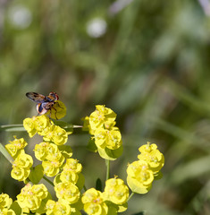 detail of  Ectophasia crassipennis