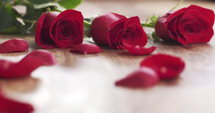 three red roses with petals on old wood background pan, 4k prores footage