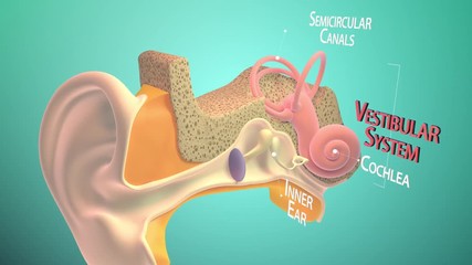 3D. Inner ear or internal ear 4K. Ultra HD. Chain of ossicles and their ligaments, seen from the front in a vertical, transverse section of the tympanum