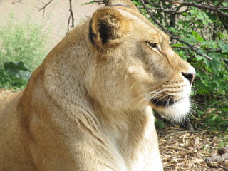 Beautiful, strong, graceful yet deadly, predator, queen of animals a lioness walking in the zoo. She looks at zoo visitors, as the Queen on her subjects.
