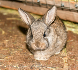 beautiful rabbit on the farm