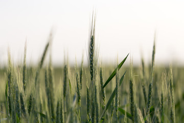 Obraz premium ears of wheat at sunset