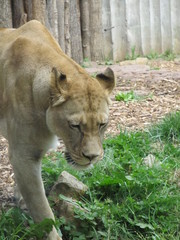 Beautiful, strong, graceful yet deadly, predator, queen of animals a lioness walking in the zoo. She looks at zoo visitors, as the Queen on her subjects.